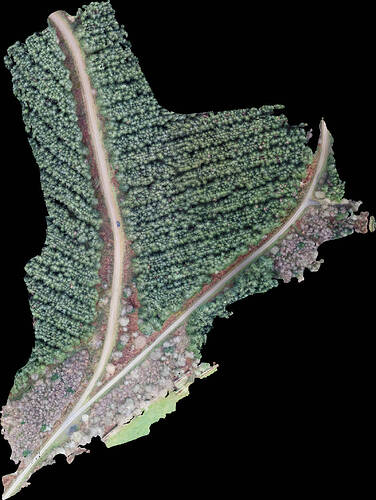 orthophoto 2 (02_01_21)