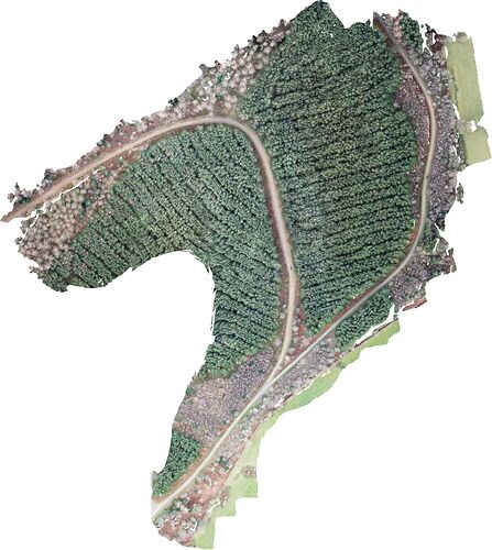 orthophoto (03_01_22)