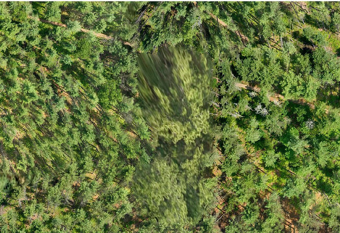Improving output for a large forest dataset (2200 images, 5 cm GSD, ~1. ...